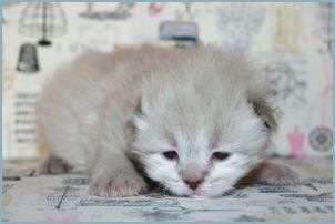 Female Siberian Kitten from Deedlebug Siberians